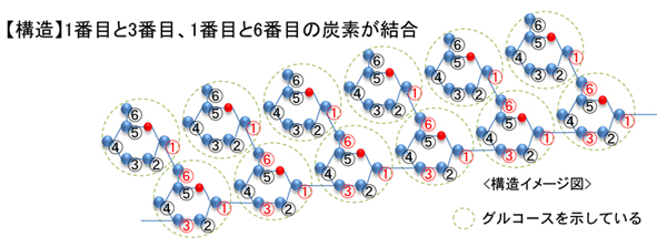 β-1,3-1,6-グルカンの構造