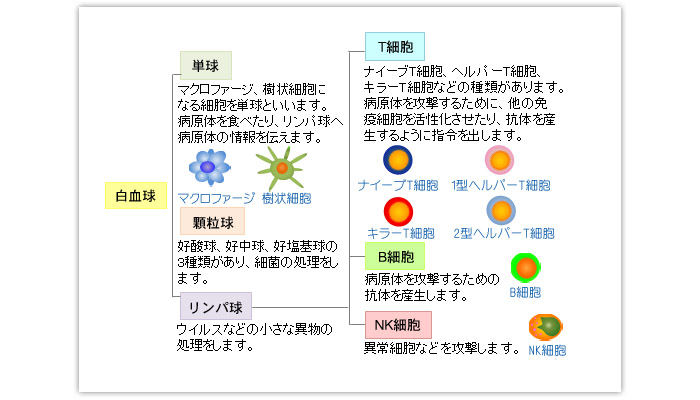 血液中の細胞