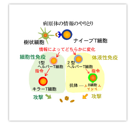 血液中の細胞